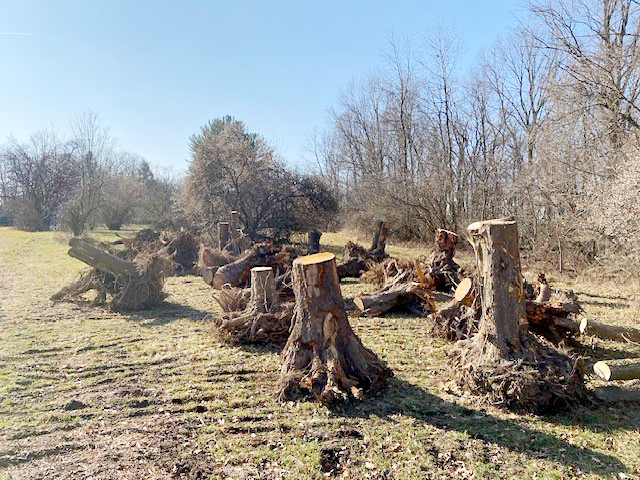 a photo of tree trunks sitting in an open field. 