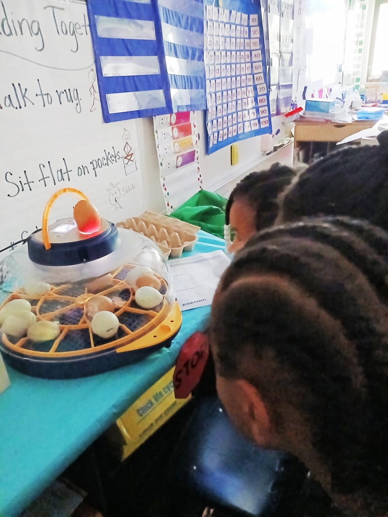 students gather around and watch eggs hatch.