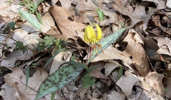Trout lily flower